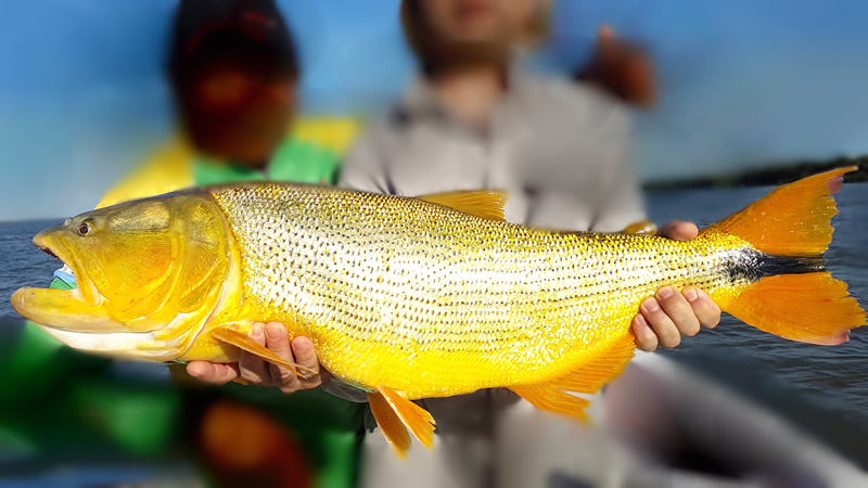 La región Litoral busca llegar a acuerdos sobre la protección de pesca para cuidar el recurso ictícola